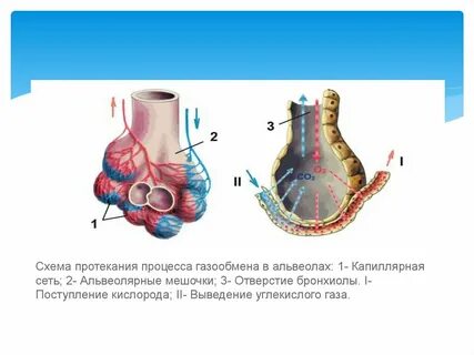 Расскажите какие процессы происходят в легочных альвеолах