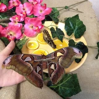 Бабочки нижний новгород