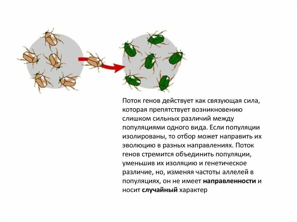 Поток генов и дрейф генов. Поток генов примеры. Поток генов как фактор эволюции. Примеры миграции генов. Изоляции миграции