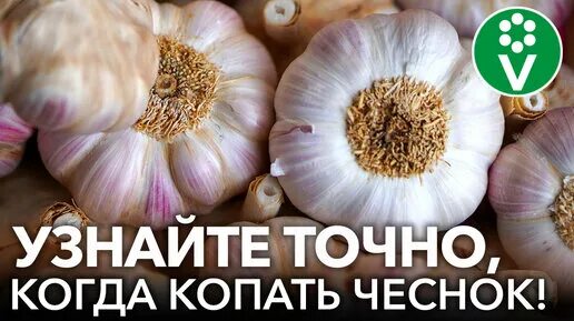Лунный календарь выкапывать чеснок. Когда выкапывать чеснок. когда роют чеснок. готовность чеснока к уборке как определить. когда выкапывать чеснок в подмосковье.