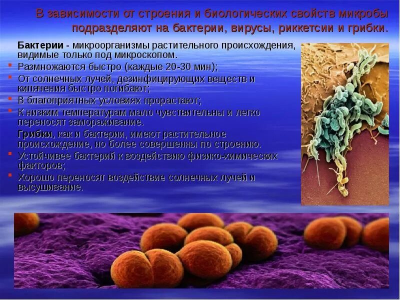 Происхождение бактерий. Бактерии вирусы риккетсии грибки. Макроорганизм это растительного происхождения. Бактерии растительного происхождения. Биологические свойства бактерий.