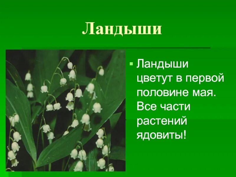 1 половина мая. Растения моего края.