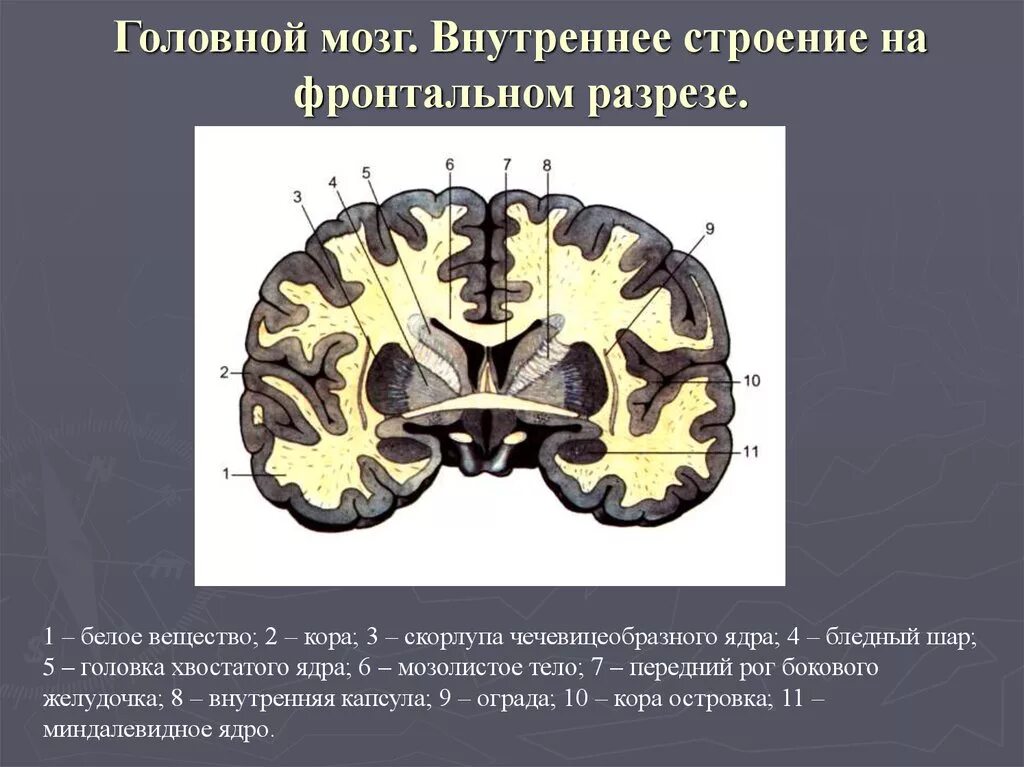 Структуры белого вещества головного мозга. Структуры мозга на разрезе. головной мозг в разрезе анатомия. головной мозг строение фронтальный разрез. фронтальный срез конечного мозга.