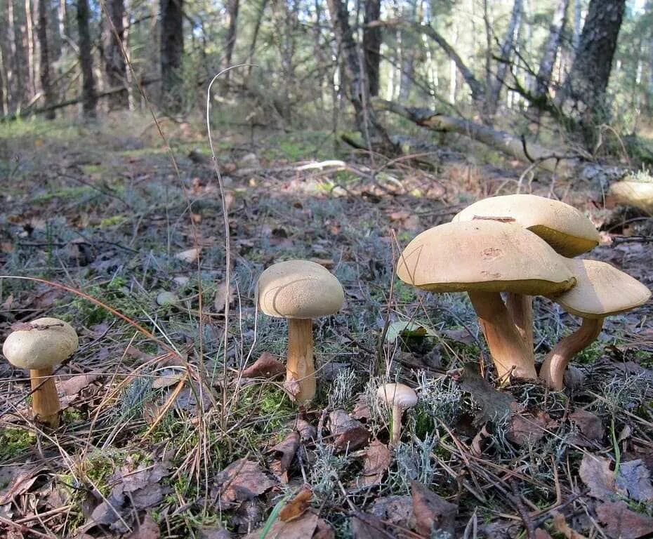 самый большой гриб в краснодаре. съедобные грибы адыгеи. грибы краснодарского края лисички. грибы опята краснодарский край. форум грибников краснодарского и адыгея.