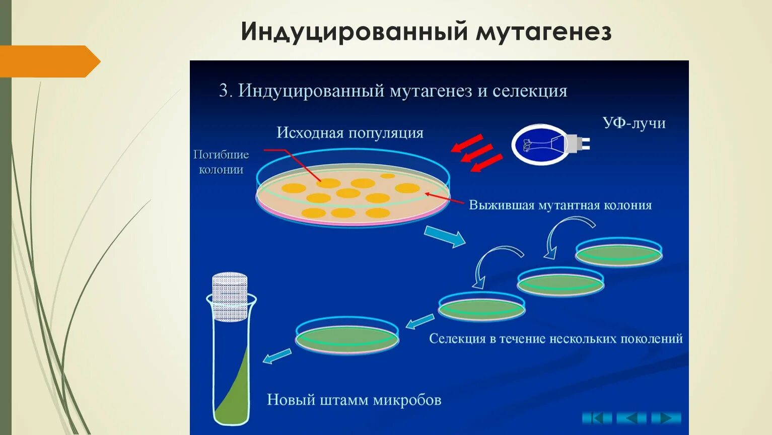 Последовательность этапов создания нового штамма бактерий. Индуцирование мутаций микроорганизмов. Искусственный, или индуцированный, мутагенез. Метод селекции искусственный мутагенез. Искусственный мутагенез в селекции микроорганизмов.