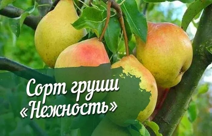 Груша Нежность: описание сорта, фото, отзывы