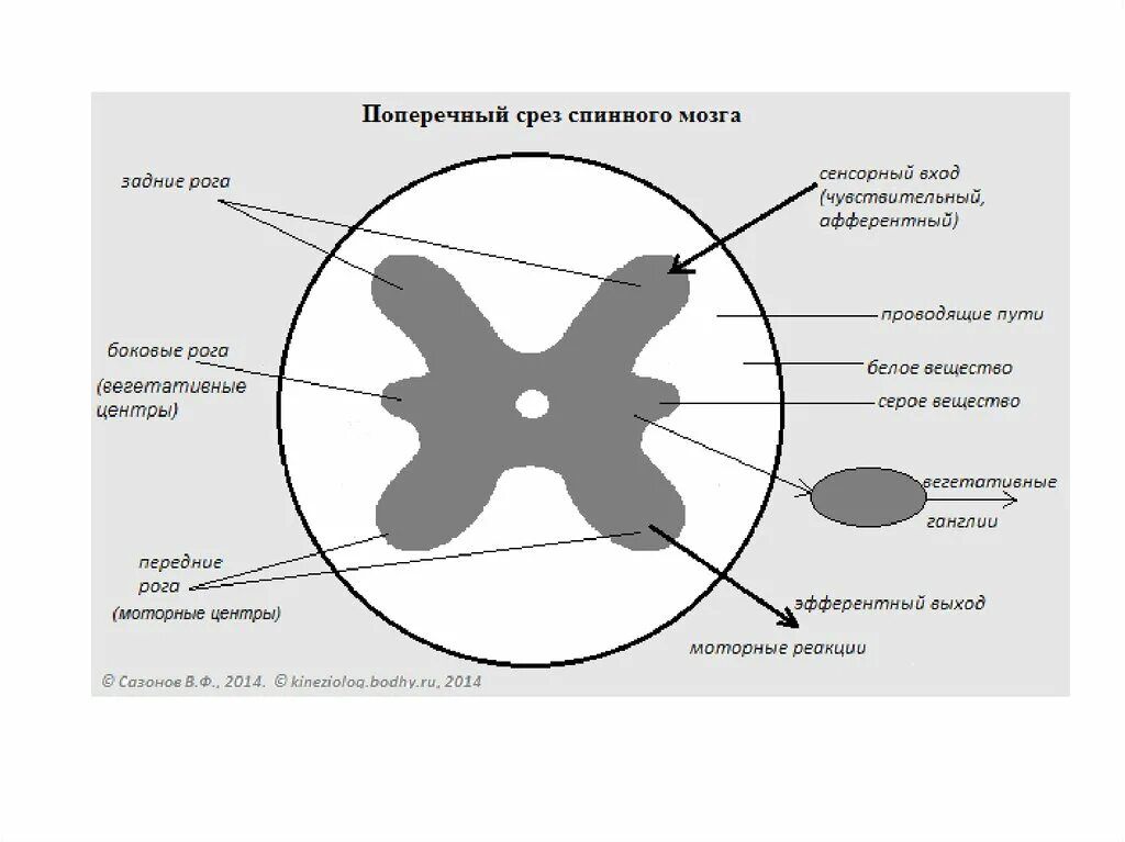Схема поперечного среза спинного мозга. Спинной мозг строение поперечный срез. Строение спинного мозга срез анатомия. Срез спинного мозга анатомия схема.