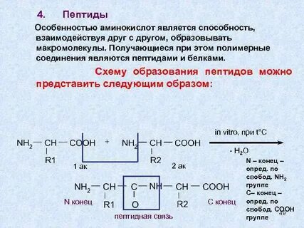 1 пептид содержит