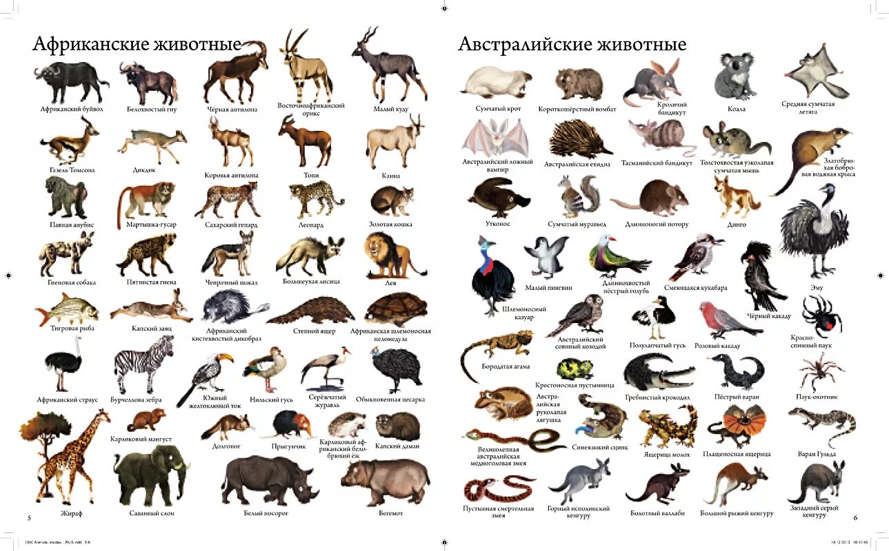 Каких животных ты знаешь. Список животных. Животные названия список. Название диких животных. Название африканских животных.