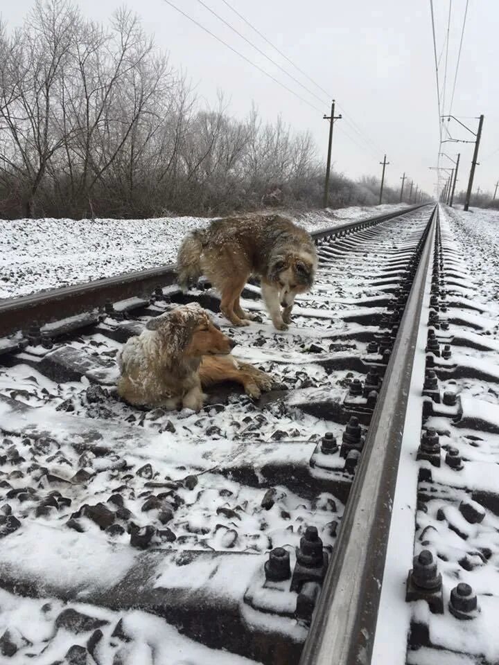 Поезд лось. Животные на железной дороге. Собака на железной дороге.