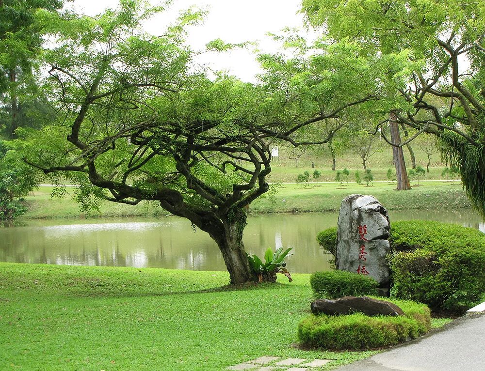 Tree course