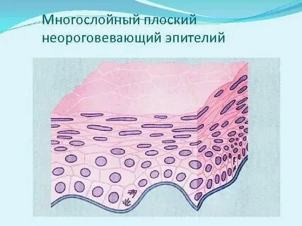 Эпителий плоский 15 в п зр