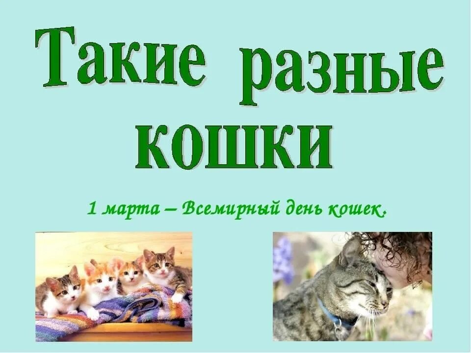 День кошек для начальной школы