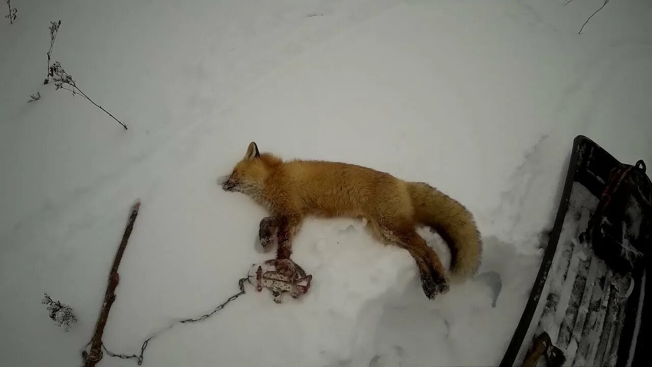 Самоловный промысел лисицы. Видео охота лис