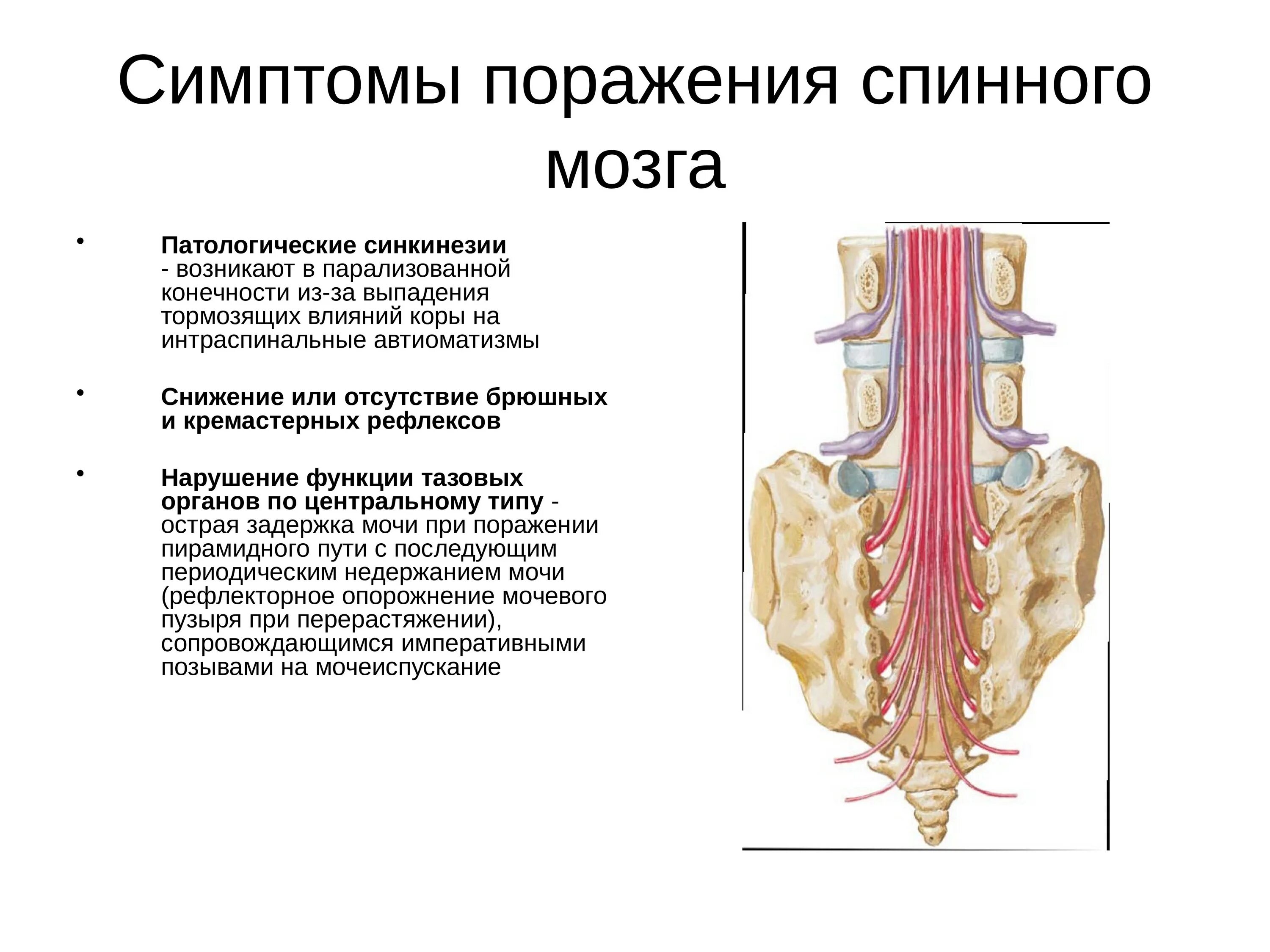 Боль в спинном мозге. Симптомы поражения верхнешейного отдела спинного мозга. Поражение грудного отдела спинного мозга. Двигательные расстройства при поражении спинного мозга. Дистрофические поражения спинного мозга.