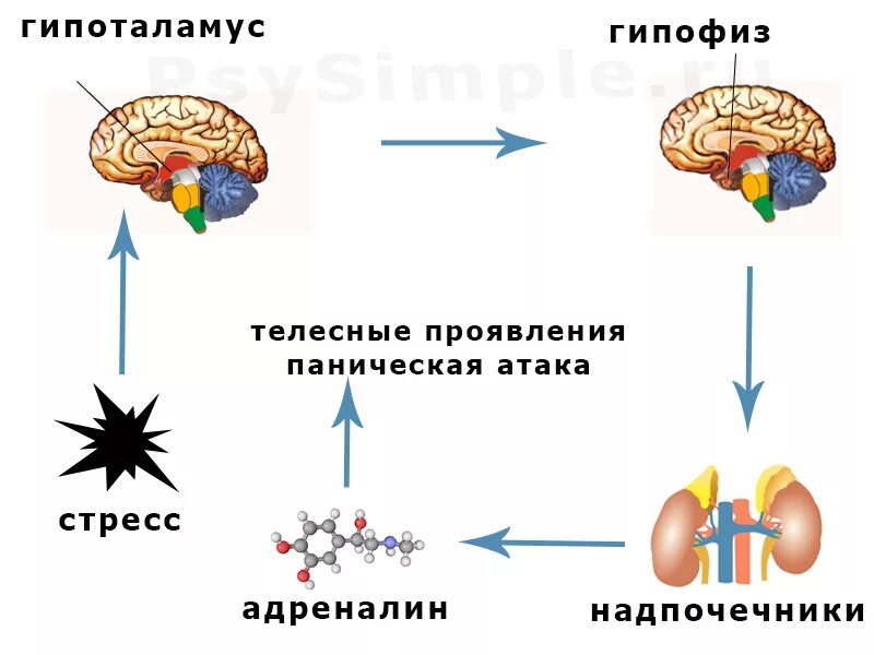 Реакция испуганного организма