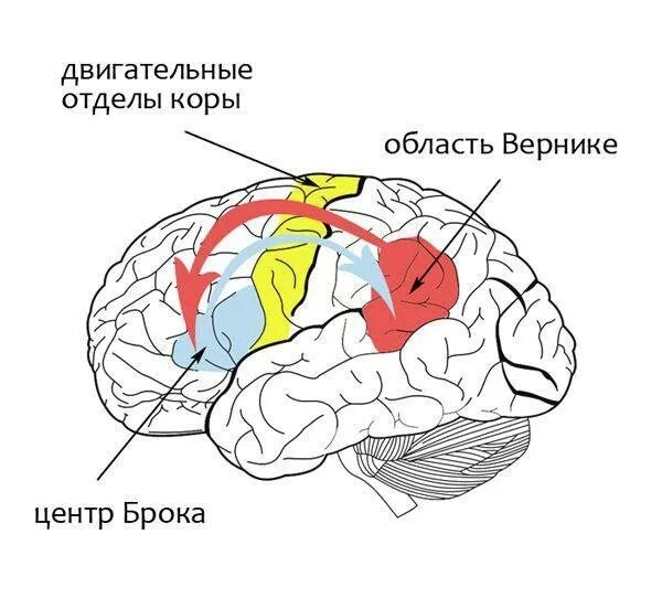 Речевые зоны Брока и Вернике располагаются. Двигательный центр речи, центр Брока, расположен. Речевые центры. Зона Брока. Зона Вернике. Центры Брока и Вернике в головном мозге.