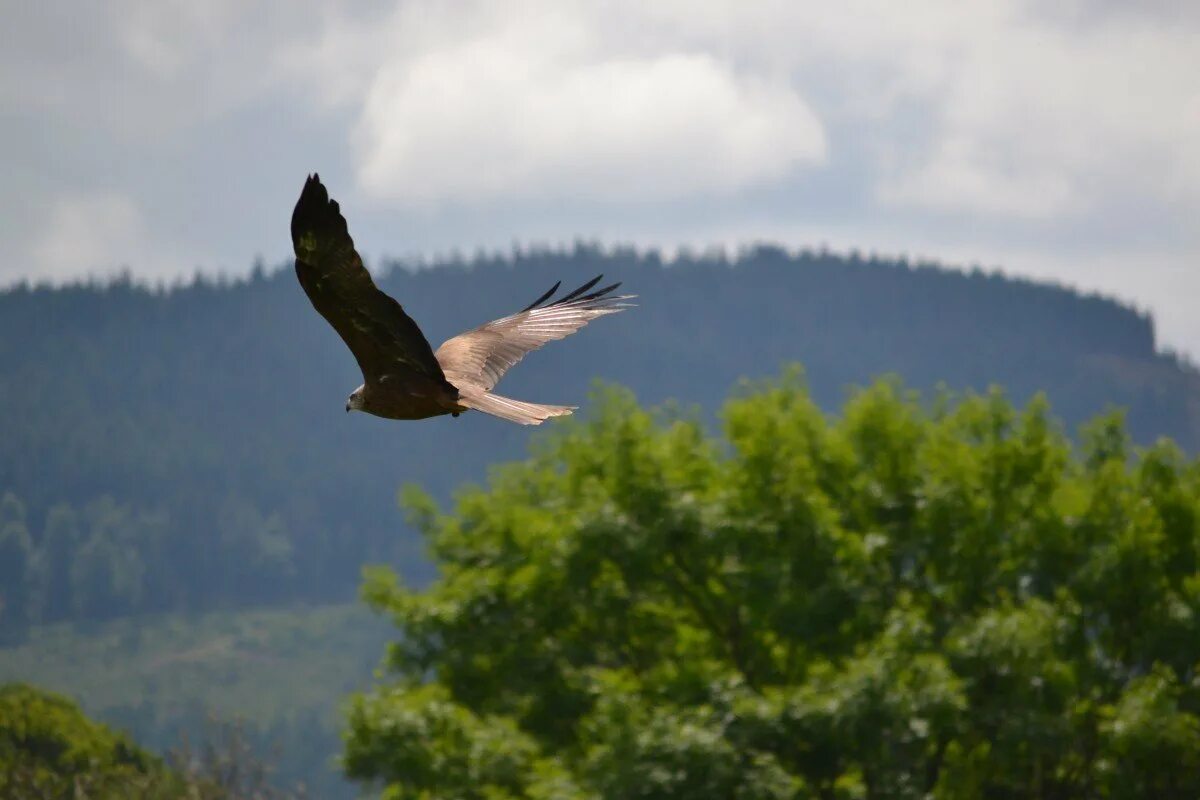 Беркут кавказский заповедник. Полет птицы. Птицы над лесом. Парящий полет птиц.