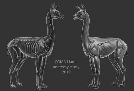Animals studies