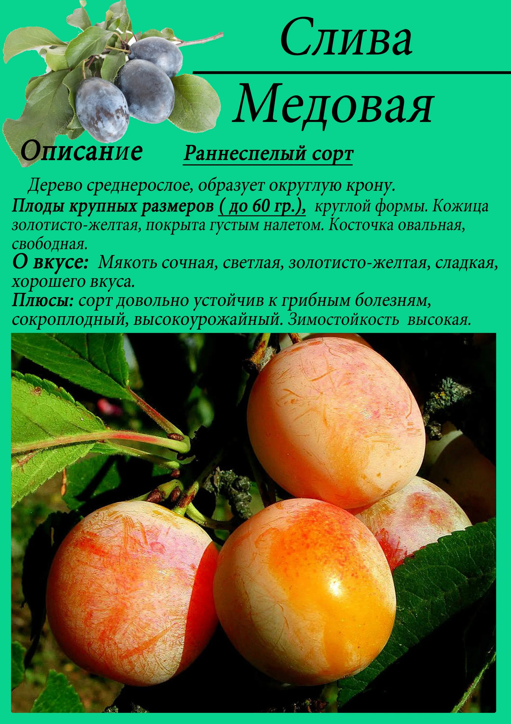 Слива медовая желтая описание отзывы. Слива колоновидная медовая. Слива сорт медовая желтая. Слива желтая медовая описание сорта. Слива белая медовая описание.