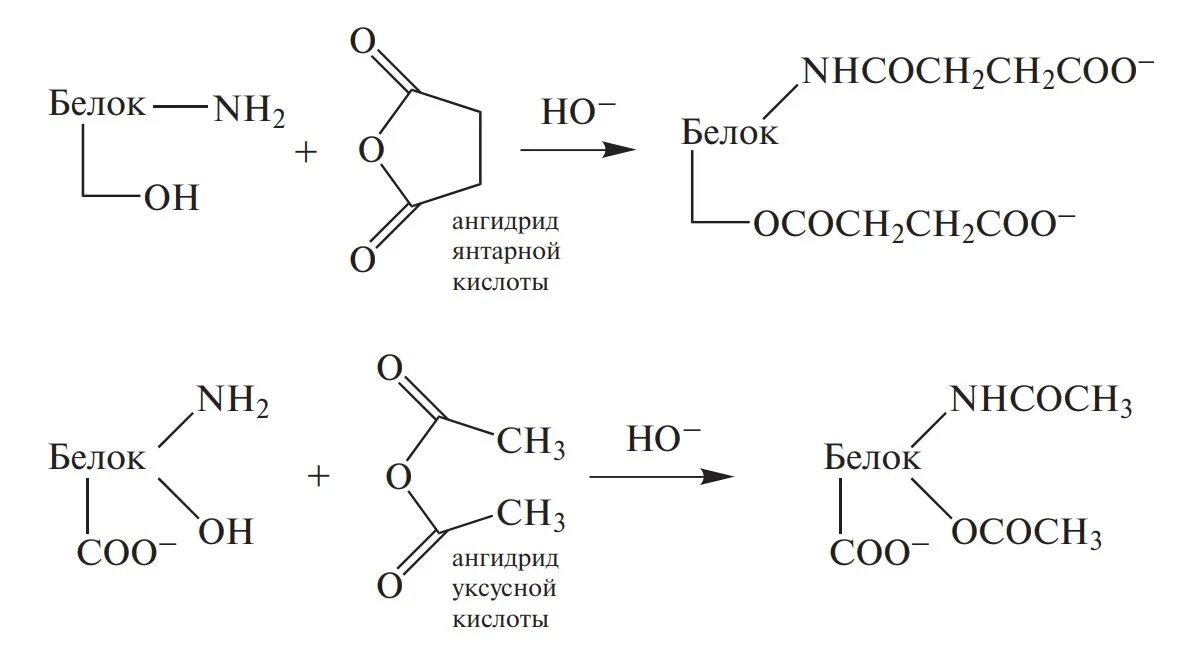 Кислотные белки