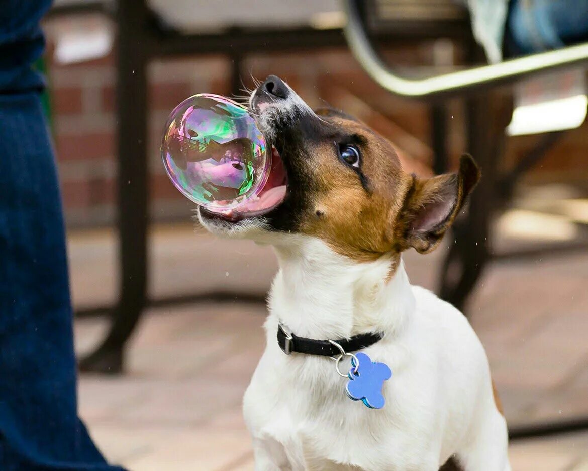 Позитивные собаки. Собака и мыльные пузыри. Забавные животные.