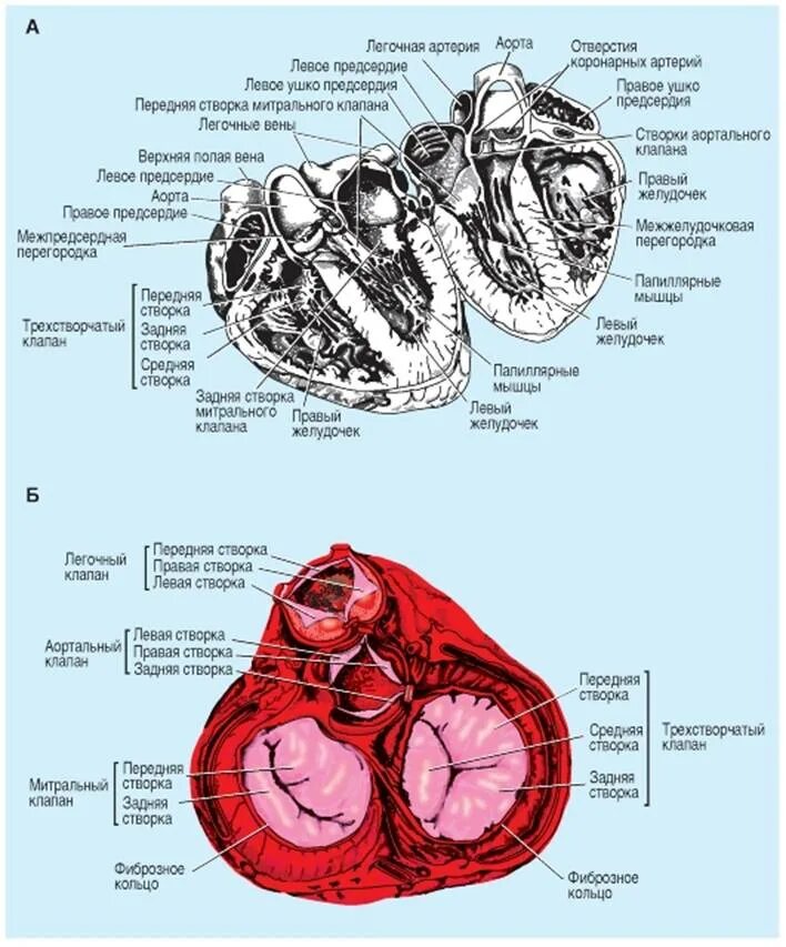 Передняя створка трикуспидального клапана. Створки митрального клапана сердца. Створки трикуспидального клапана названия. Створки трехстворчатого клапана сердца. Легочная артерия створки