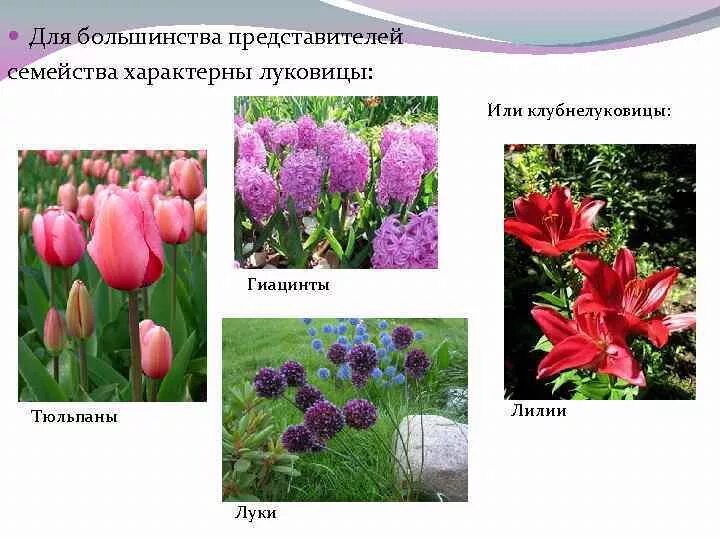 Семейство Лилейные тюльпан. Систематика лилейных растений. Дикие представители семейства Лилейные. Представители лилейных растений.