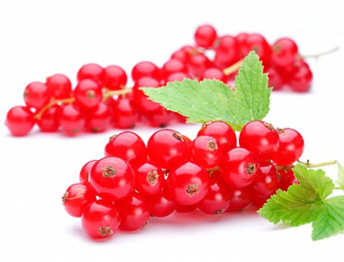 красная смородина на белом фоне. гроздь смородины. ягода ежевика на прозрачном фоне. красная смородина зеро. красная смородина и черная смородина.
