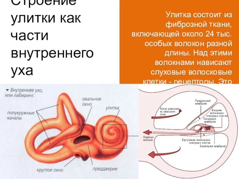 Улитка 3 часть. Функция улитки слухового анализатора. Строение улитки внутреннего уха анатомия. Строение улитки внутреннего уха. Внутреннее ухо строение анатомия улитка.