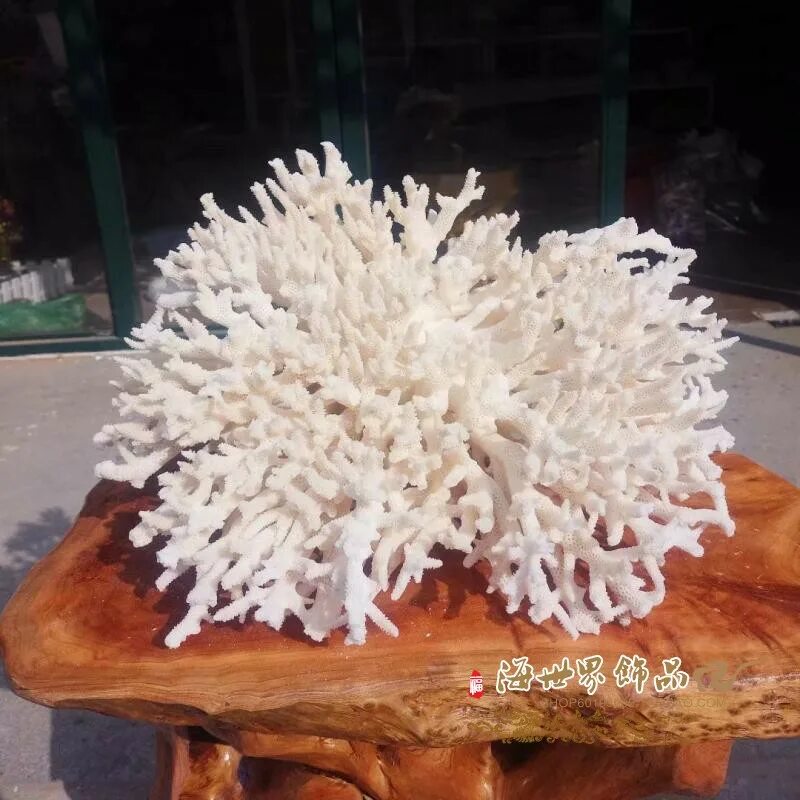 Салат с кораллами морскими. Острые кораллы. Кораллы приготовить. Кораллы из гофрированной бумаги. Коралловый гриб корейская кухня.