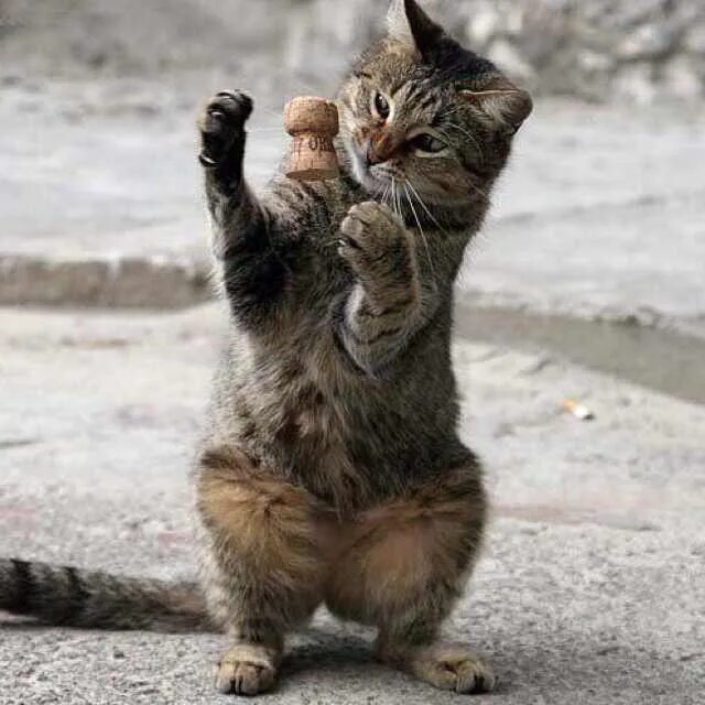 Коты зажигают. Прикольные котики. забавные кошки. коты демотиваторы. смешные картинки с котами.