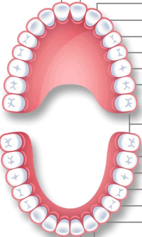 Нумерация зубов у взрослого человека. Нумерация зубов нижней челюсти.