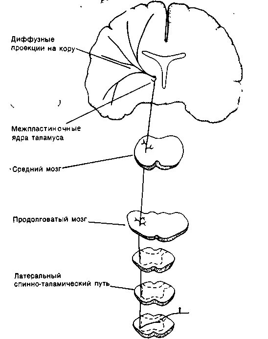 Спинно таламический путь. Схема спинно-таламического пути. Спиноталамический путь схема неврология. Проводящие пути болевой и температурной чувствительности схема. Латеральный спиноталамический путь схема.