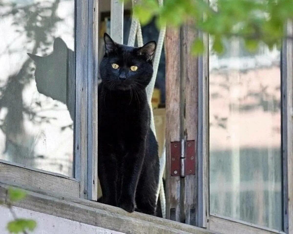 Кошка окно москва. Кошка на окне. Черный кот на окне. Кошки на окошке. Коты в окне.