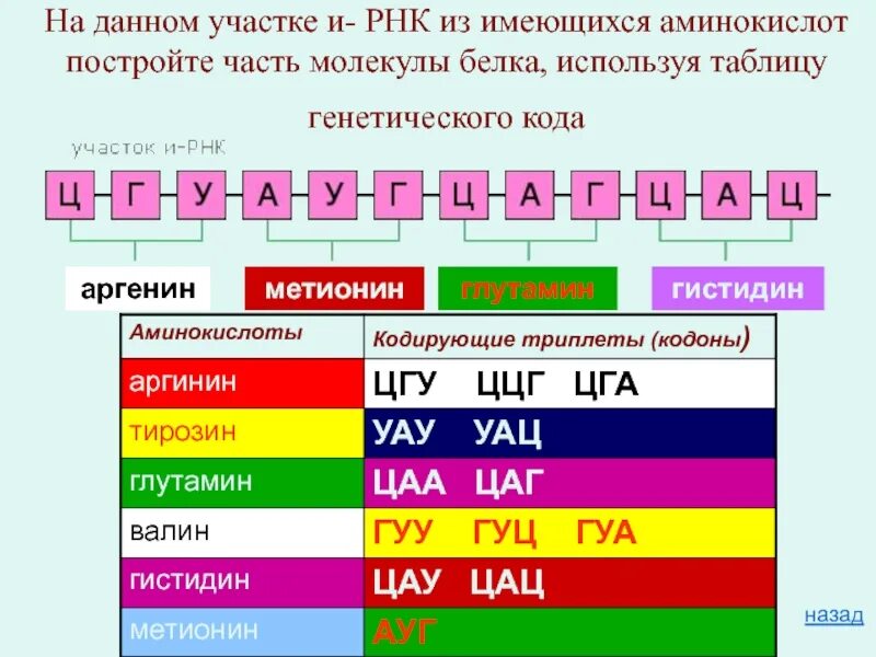 Построение РНК. Участок молекулы РНК. Как построить информационную РНК. РНК построить и РНК.