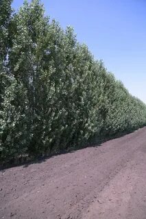 Ростовский питомник растений