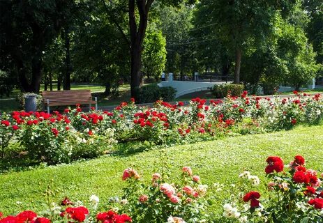 Цветы красная пресня