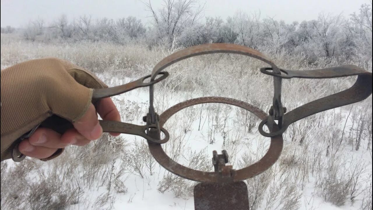 Купить капкан на озоне. Капкан Тонар 2. Капкан Уралец 1. Капкан на бобра Ногозахватывающий. Капкан на Рысь Ногозахватывающий МБ 650.