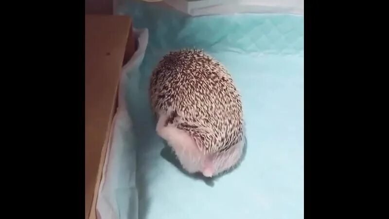 Гладит ежа. Животик ежика. Ежик чешется. Ежика чешут. Ежик чешется.