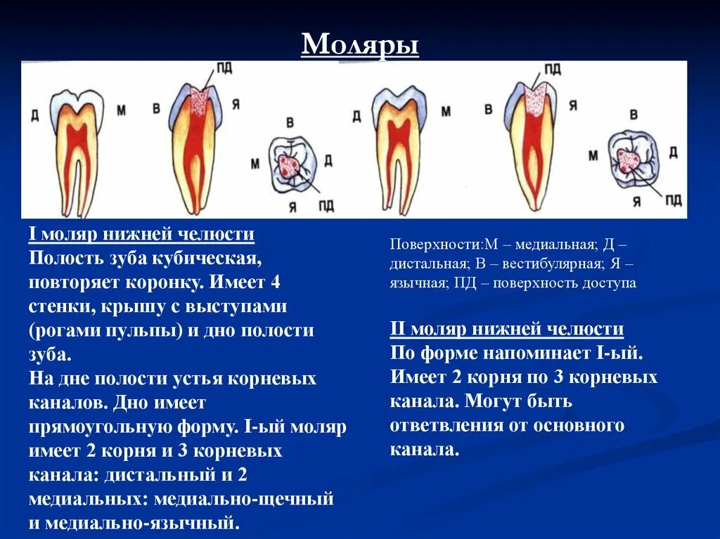 Моляры нижней челюсти корневых каналов зубов. Название корневых каналов моляров нижней челюсти. Дистальный корневой нижних моляров. Устья корневых каналов зубов нижней челюсти.