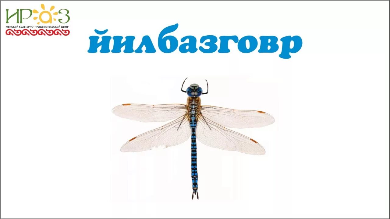 Акха дийнаташ вайн махкара олхазарш 1 класс
