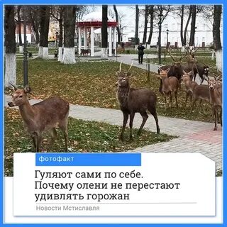 Почему олени ходят кругом