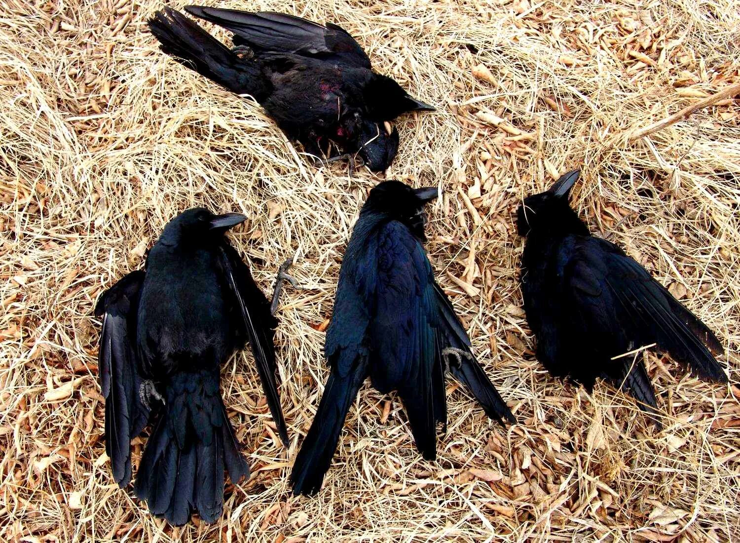 Приметы про ворону. Мертвая ворона примета. Мертвая ворона примета. Дрозд галка птица. Мертвая ворона примета.
