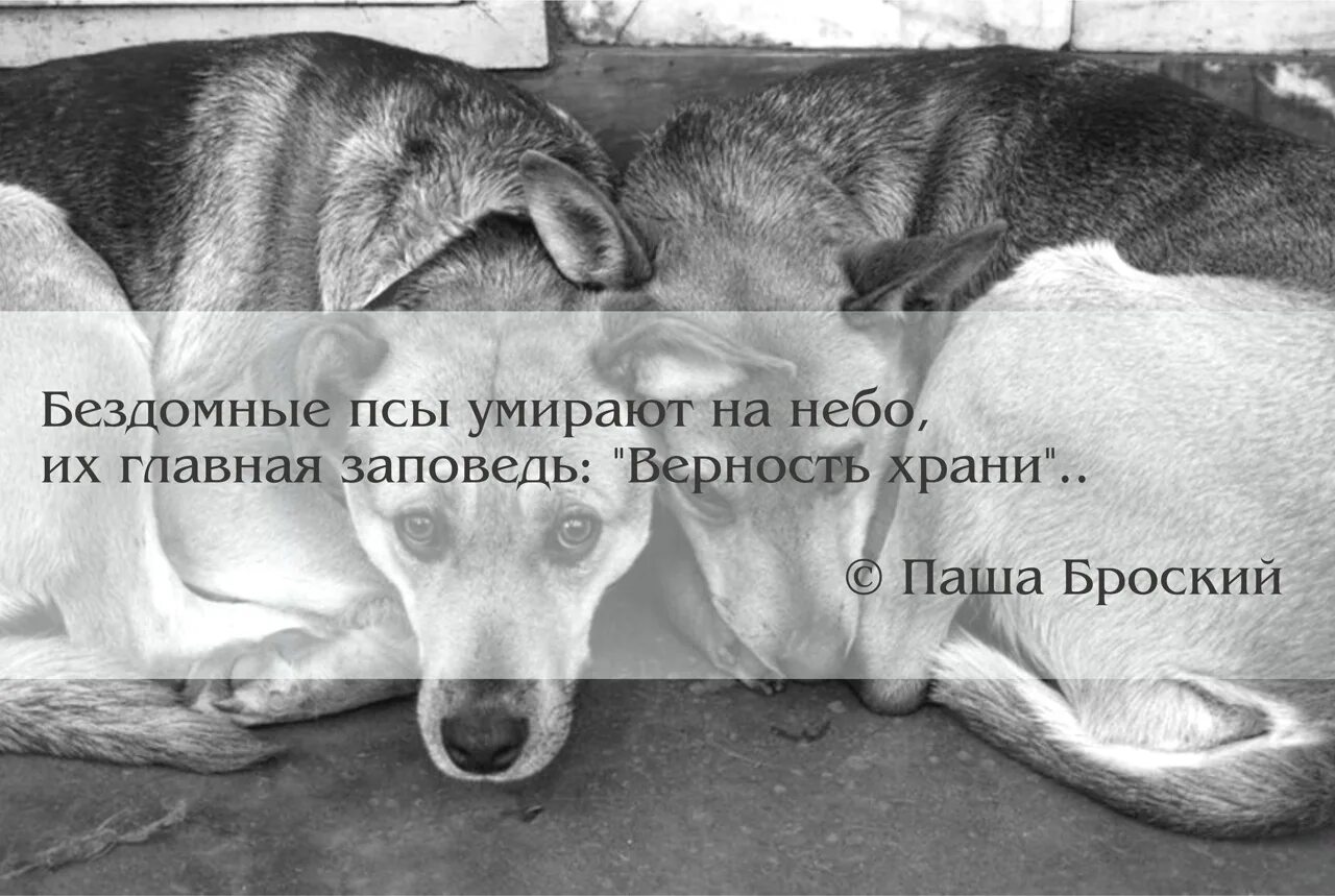 Собака ушла из жизни
