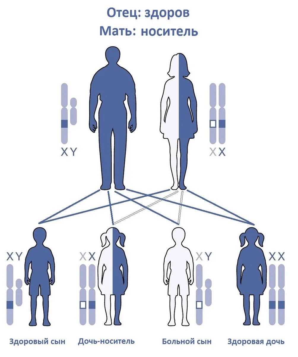 Передача дальтонизма по наследству схема. Аутосомно-рецессивный Тип наследования. Аутосомно-рецессивный Тип наследования схема. Генетика схема наследования дальтонизма. Болезни по наследству от матери