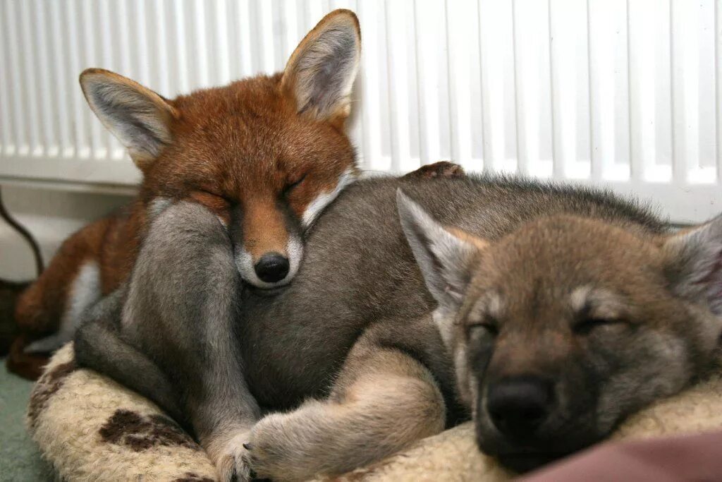 Лисенок и Волчонок. Волк и лиса. Дружба волка и лисы. Лис и волк. Fox cock