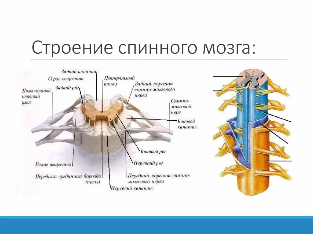 Участки спинного мозга. Спинной мозг строение и функции анатомия. спинной мозг строение анатом. строение спинного мозга вид сбоку. наружное строение спинного мозга анатомия.