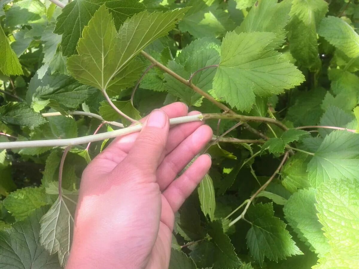 Размножение смородины одревесневшими черенками. Черенки крыжовника одревесневшие. Черенкование смородины летом. Черенок крыжовника. Зеленые черенки смородины красной.