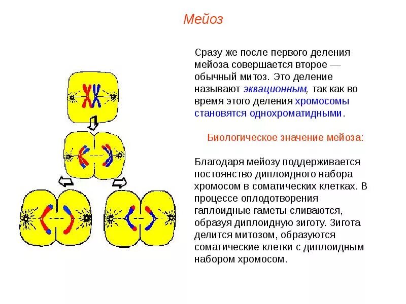 циклы развития дрожжей схема. гаплофазный жизненный цикл. гаплоидных спор мейозом. гаплоидных спор мейозом. гаплоидных спор мейозом.